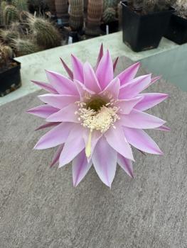 Echinopsis daydream
